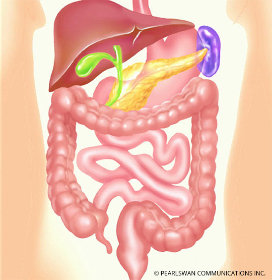 the gastrointestinal tract