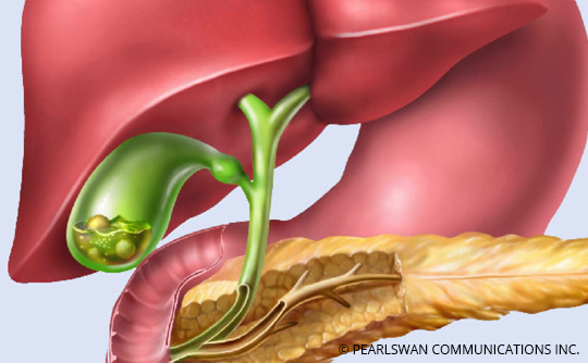 the gastrointestinal tract